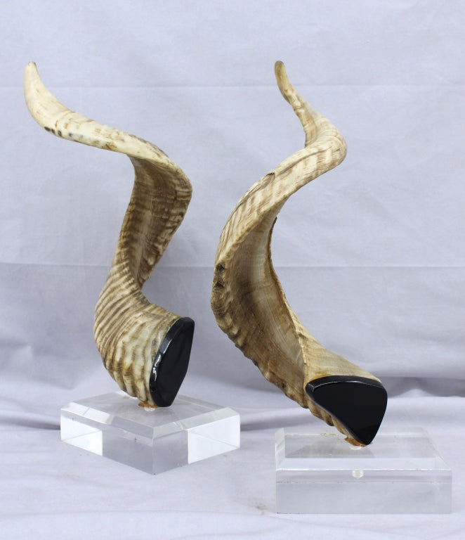Pair of Horns Mounted on Lucite