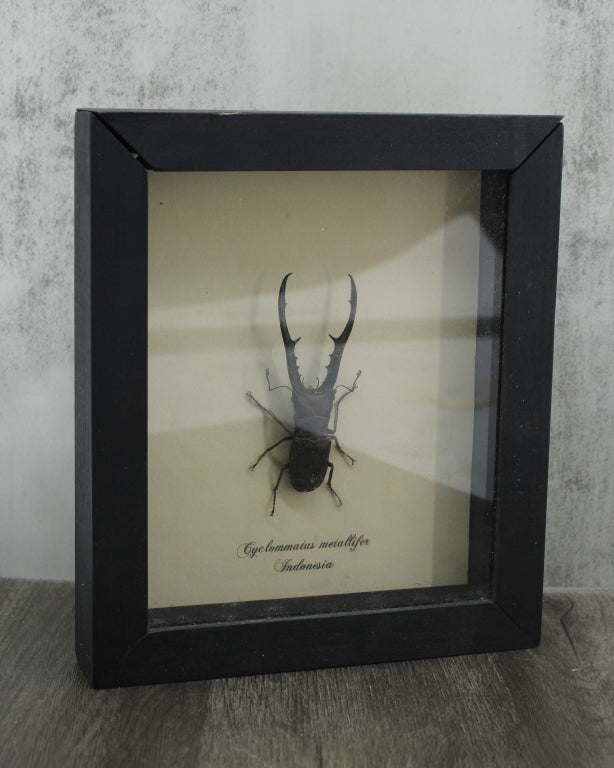Framed Entomology Specimen, Stag Beetle