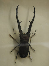 Load image into Gallery viewer, Framed Entomology Specimen, Stag Beetle
