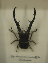 Load image into Gallery viewer, Framed Entomology Specimen, Stag Beetle
