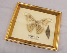 Load image into Gallery viewer, Framed Atlas Moth with Cocoon
