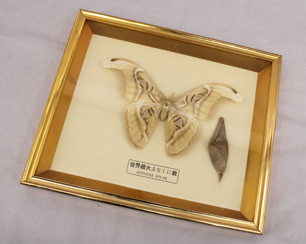 Framed Atlas Moth with Cocoon