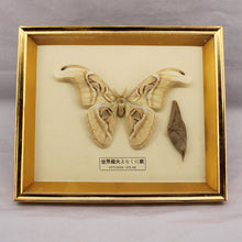 Load image into Gallery viewer, Framed Atlas Moth with Cocoon

