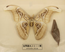 Load image into Gallery viewer, Framed Atlas Moth with Cocoon
