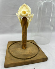 Load image into Gallery viewer, Fox Skull in Vintage Cloche
