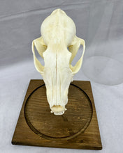 Load image into Gallery viewer, Fox Skull in Vintage Cloche
