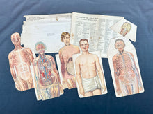 Load image into Gallery viewer, Vintage Anatomical Die Cuts
