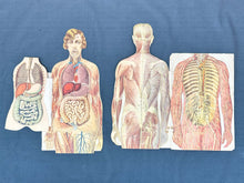 Load image into Gallery viewer, Vintage Anatomical Die Cuts
