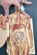 Load image into Gallery viewer, Vintage Anatomical Die Cuts
