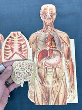 Load image into Gallery viewer, Vintage Anatomical Die Cuts
