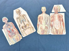 Load image into Gallery viewer, Vintage Anatomical Die Cuts
