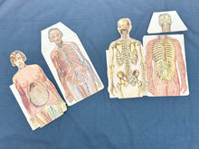 Load image into Gallery viewer, Vintage Anatomical Die Cuts
