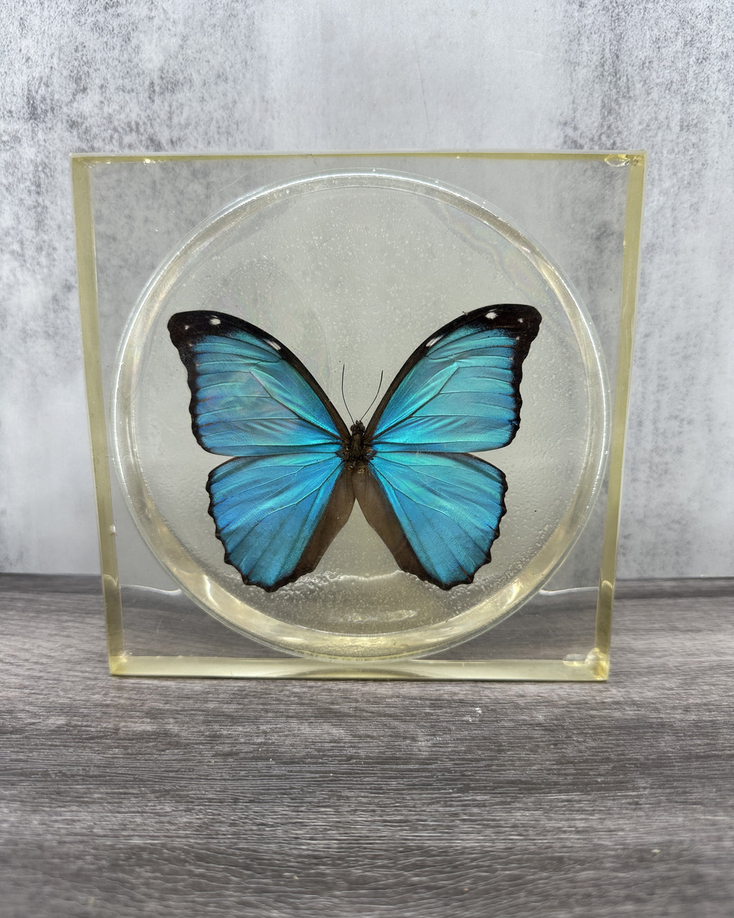 Vintage Lucite Butterfly Specimen