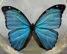 Load image into Gallery viewer, Vintage Lucite Butterfly Specimen
