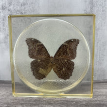 Load image into Gallery viewer, Vintage Lucite Butterfly Specimen
