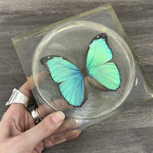 Load image into Gallery viewer, Vintage Lucite Butterfly Specimen
