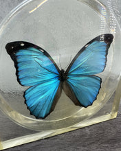 Load image into Gallery viewer, Vintage Lucite Butterfly Specimen
