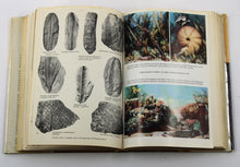 Load image into Gallery viewer, The Fossil Book by Carroll and Mildred Fenton
