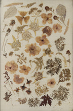 Load image into Gallery viewer, Framed Press Flower Art
