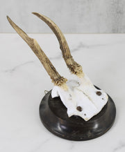 Load image into Gallery viewer, Antler Mounted on Wood Plaque
