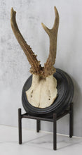 Load image into Gallery viewer, Antique Antler Mount on Wood
