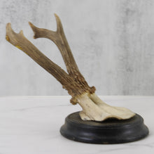Load image into Gallery viewer, Antique Antler Mount on Wood
