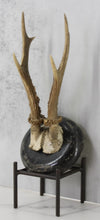 Load image into Gallery viewer, Roe Deer Antler Mount on Wood
