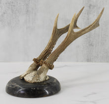 Load image into Gallery viewer, Roe Deer Antler Mount on Wood
