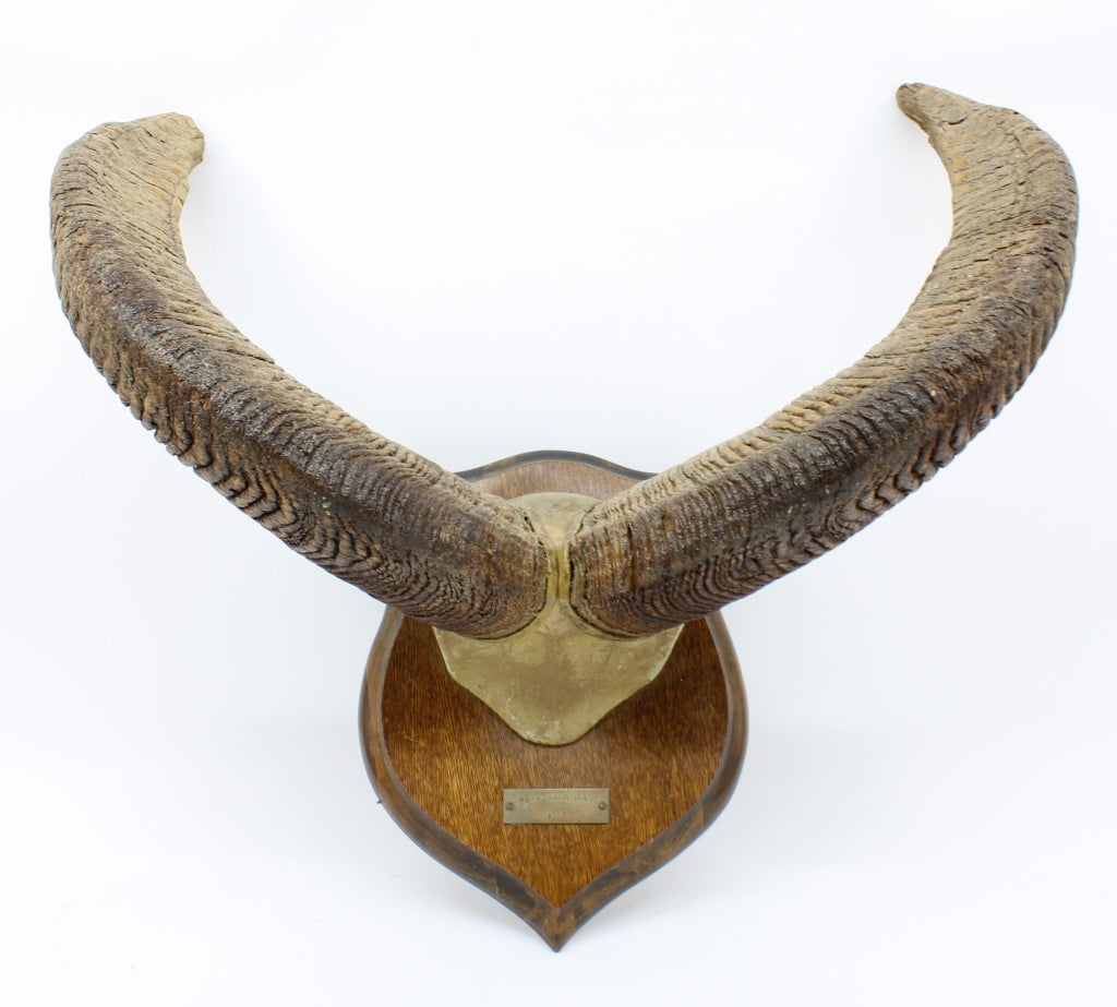 Mouflon Throphy Horn Mount