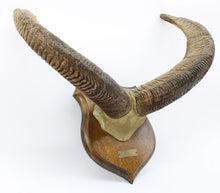 Load image into Gallery viewer, Mouflon Throphy Horn Mount
