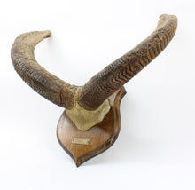 Load image into Gallery viewer, Mouflon Throphy Horn Mount
