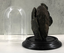 Load image into Gallery viewer, Coprolite Under Glass
